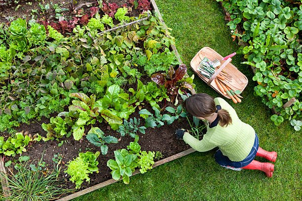 Raised garden bed with leafy greens growing in rich soil